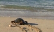 Les Tortues de Barren